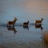 Red Deer Kerry