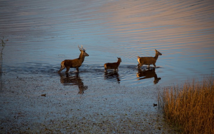 Ring of Kerry Red Deer