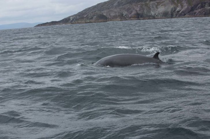 Whale Watching Ring of Kerry